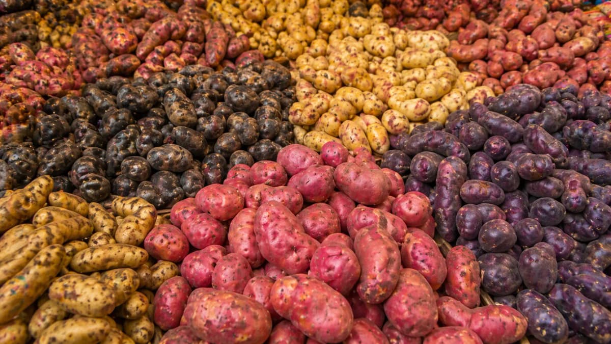 Andean potatoes