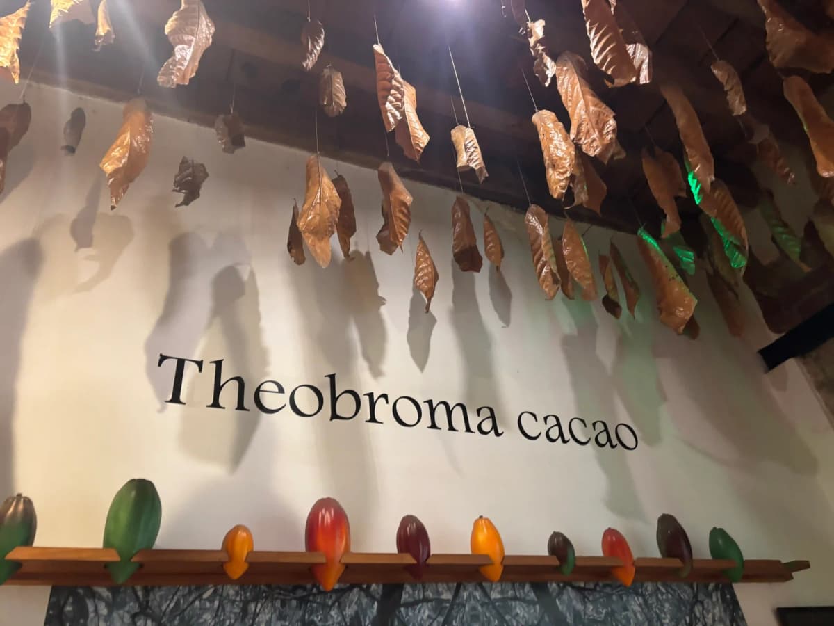 theobroma cacao